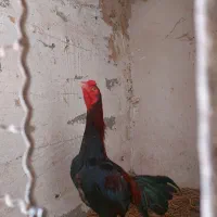 خروس ،جوجه خروس و جوجه مرغ وماده مرغ نژاد دار|حیوانات مزرعه|میناب, |دیوار