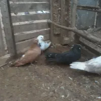 کبوتر