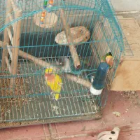 طوطی برزیلی اصل نژاد همراه با جوجه|پرنده|زنجان, |دیوار