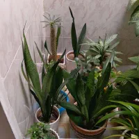 گل های زیبا