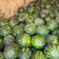 صادرات ملون و هندوانه به کشور عراق