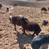 دوراس بره قوچ