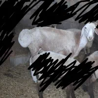 گوسفند