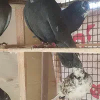 کفتر کبوتر|پرنده|مشکین‌دشت, |دیوار