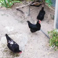 فروش ۵ عدد مرغ
