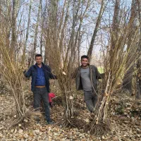 انواع نهال مثمروغیرمثمر