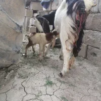 شهرک شهید محمد منتظری