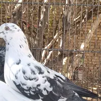 بیله کبوتر طوقی.پرشی