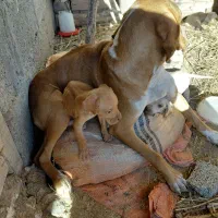 سگ.|سگ|رشت, پل تالشان|دیوار