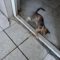 گربه واگذاری مجانی|گربه|رشت, گلزاران|دیوار