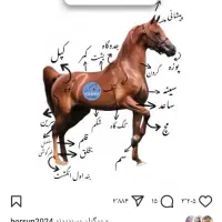 نریان چهار سال مناسب سخت پسندان برایه کورس