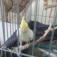 فروش یا معاوضه عروس طوطی|پرنده|قزوین, |دیوار