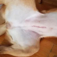 دکتر دامپزشک در محل و کلینیک دامپزشکی سیار|خدمات پیشه و مهارت|کرج, فاز ۳ مهرشهر|دیوار