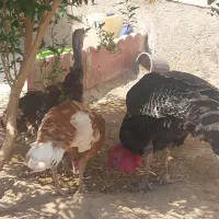 بوقلمون