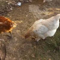 چند عدد مرغ وخروس|حیوانات مزرعه|لاهیجان, بازکیاگوراب|دیوار