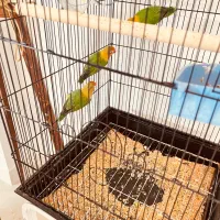 ۴ عدد کوتوله فیشر|پرنده|اصفهان, سرچشمه|دیوار