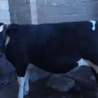 شنگود هولشتین شش ماهه