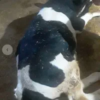 مرکز خرید فروش گاو و گوسفند ‌بره بز افتاده