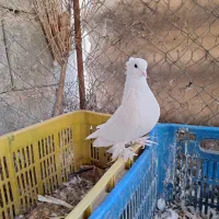 کبوتر|پرنده|رودان, |دیوار