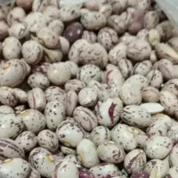 لوبیا چیتی ممتاز