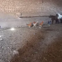 جوجه تاقچه|حیوانات مزرعه|تربت جام, میان جام|دیوار