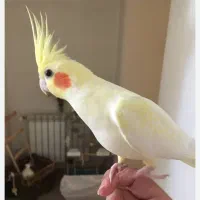 گمشده  عروس هلندی