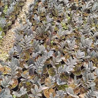 گل اپارتمانی|خدمات باغبانی و درختکاری|فلاورجان, |دیوار