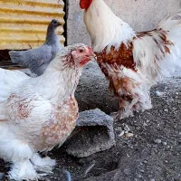 گله برهما بوف لیسید مولد وارداتی