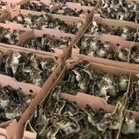 جوجه بوقلمون بیوتی ۶ یکروزه و۴۰روزه|حیوانات مزرعه|شیراز, کلاهدوز|دیوار