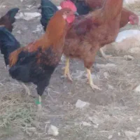 خروس|پرنده|کوهدشت, |دیوار