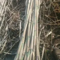 خرید وفروش نی اهوازی وحصیری