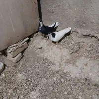 یه جفت سیاهپوش نروماده|پرنده|قزوین, |دیوار