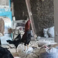 لاری وارداتی