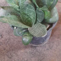 گل های سرحال|گل و گیاه طبیعی|کنگاور, |دیوار