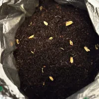 چای عراقی خوش طعم هل دار