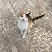 واگذاری جودی