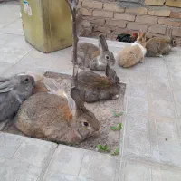 خرگوش|موش و خرگوش|تربت جام, علوی|دیوار