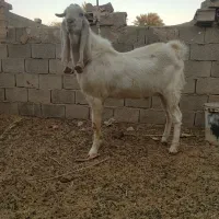 تکه گلابی اصل