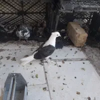 کفتر دوکت سیاه