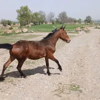 کره اسب نر فروشی
