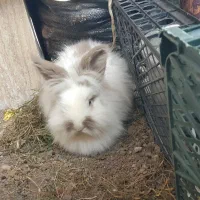 دوتا خرگوش هلندی نر و ماده مولد هشت ماهه|موش و خرگوش|اردبیل, |دیوار