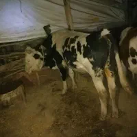 گاو دو رگ صحرایی با گوساله،دو گاو نر
