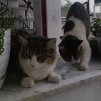 فروش،بچه گربه پرشین ناز خوشکل|گربه|کردکوی, |دیوار