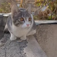 گربه گمشده DSH