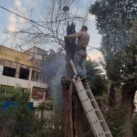 هرس قطع درختان خشک