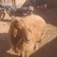 فروش قوچ هترو|حیوانات مزرعه|اسفراین, |دیوار