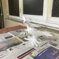 آغ پارپالی|پرنده|تبریز, |دیوار