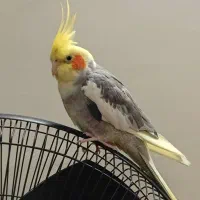 عروس هلندی گمشده