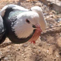 کفتر طوقی ماده|پرنده|زید آباد, |دیوار