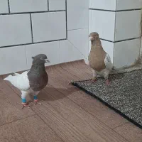 کله ای و طوقی|پرنده|دزفول, |دیوار